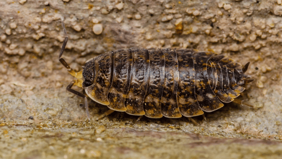 Woodlouse Centipede Multiped Isopod Macro
